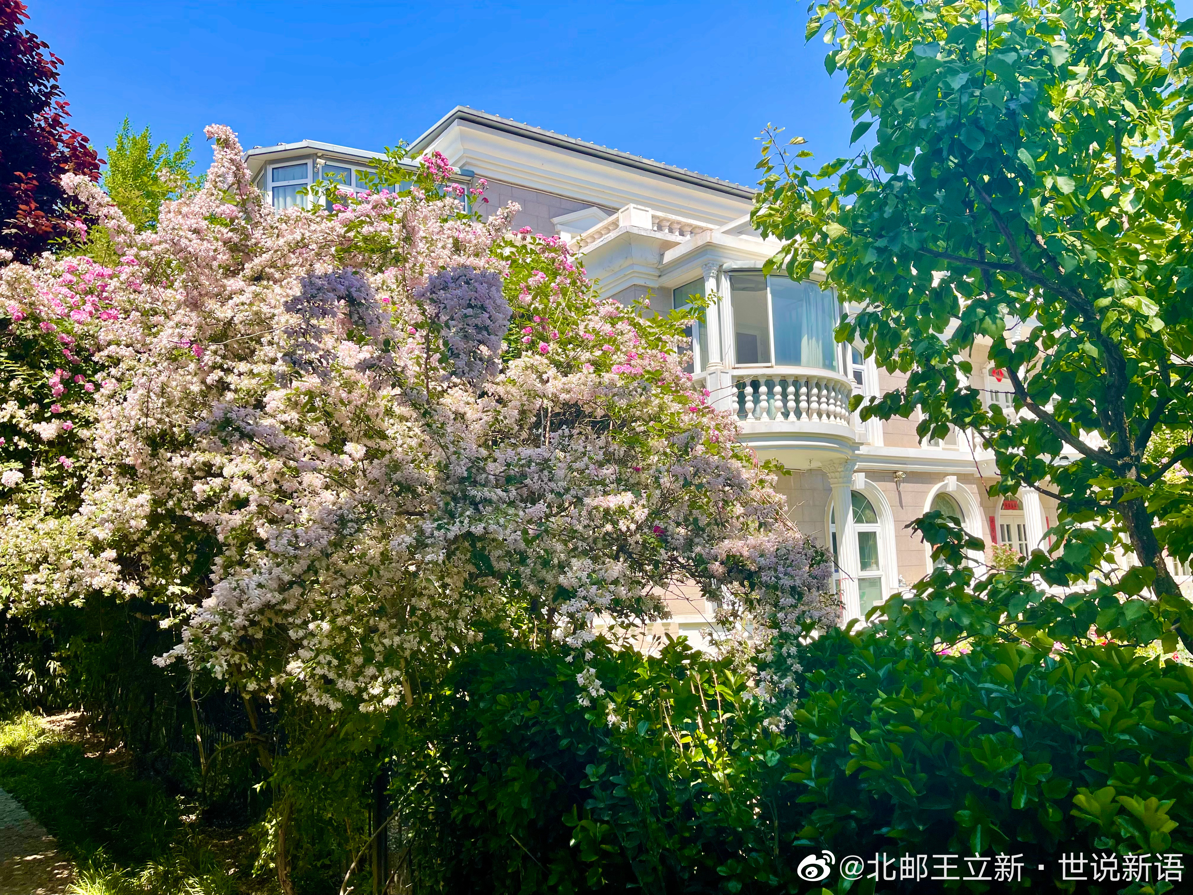 北京突然夏日绽放了 ​​​
