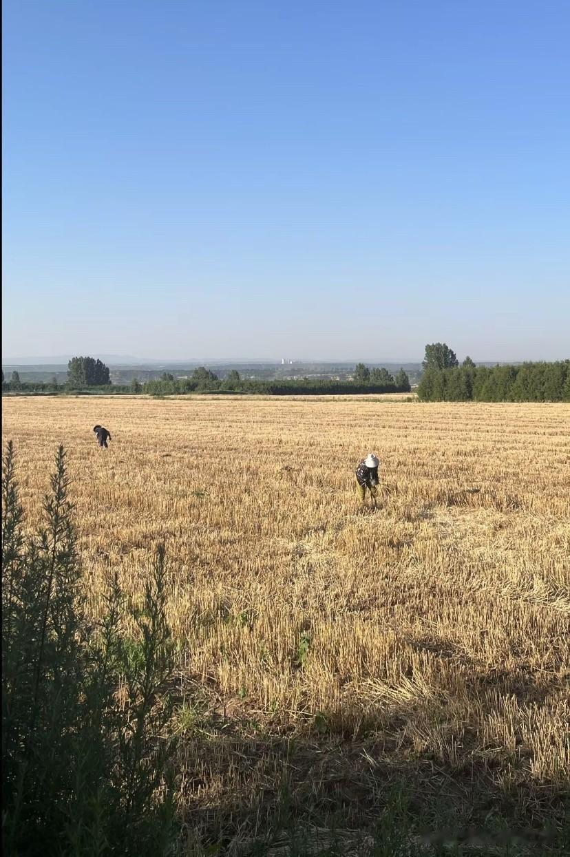 机械化收麦太快，农忙还没真切体验就匆匆落幕。途经麦田，烈日之下两位老人躬身捡拾收