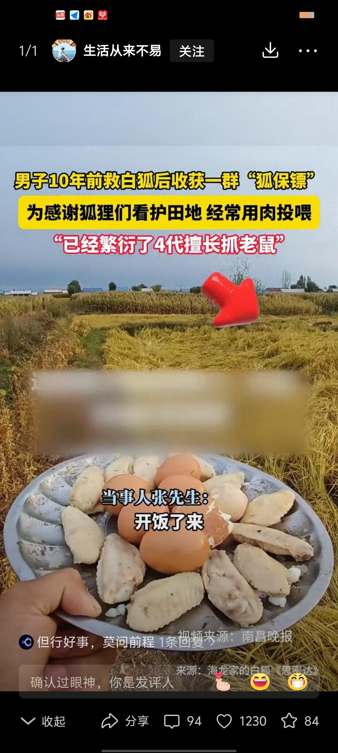 好人有好报”
2014 年，黑龙江五常张先生，在山上救了两只受伤白狐，伤愈后的白