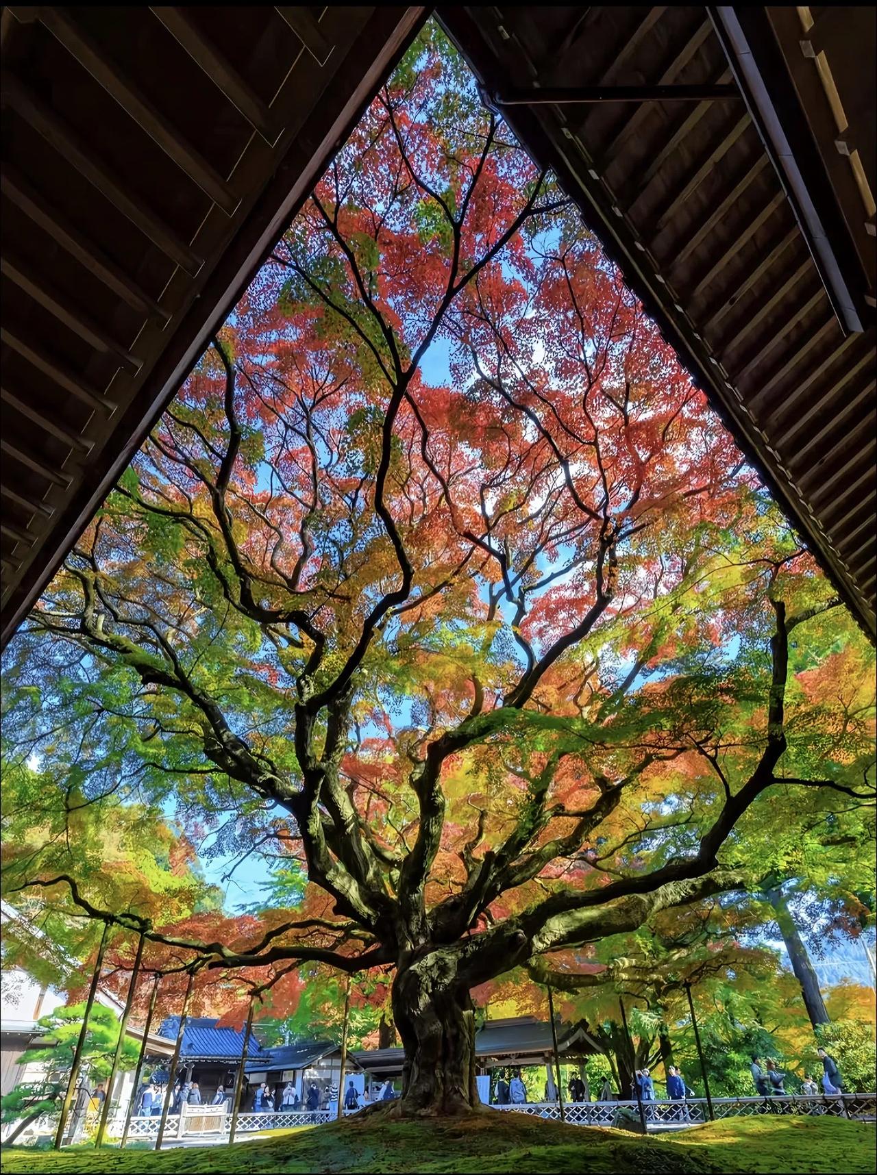 心中就有诗跟远方