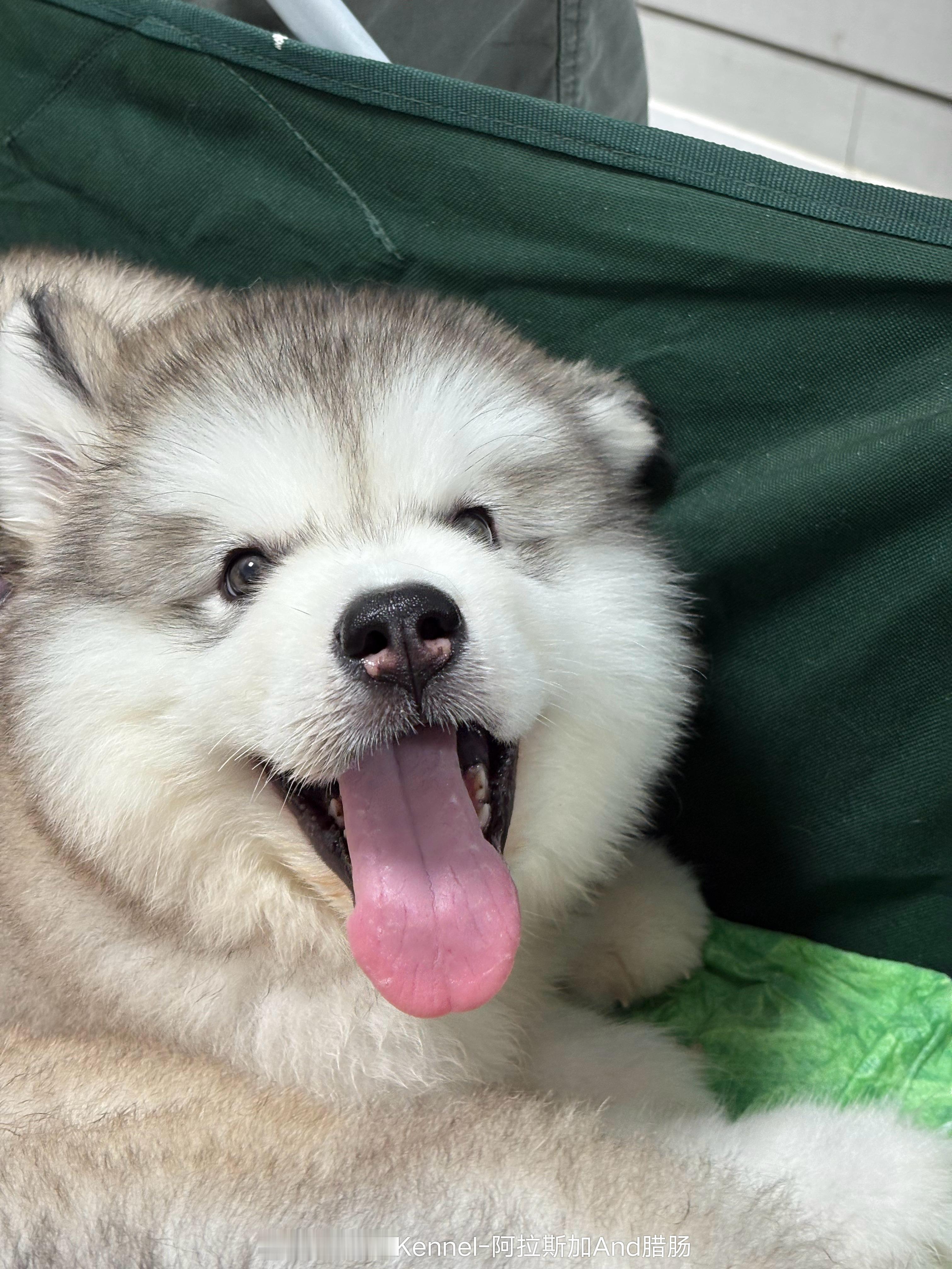 阿拉斯加幼犬新家前体检全记录！：每只阿拉斯加去新家前都会做全身体检，连髋关节X光