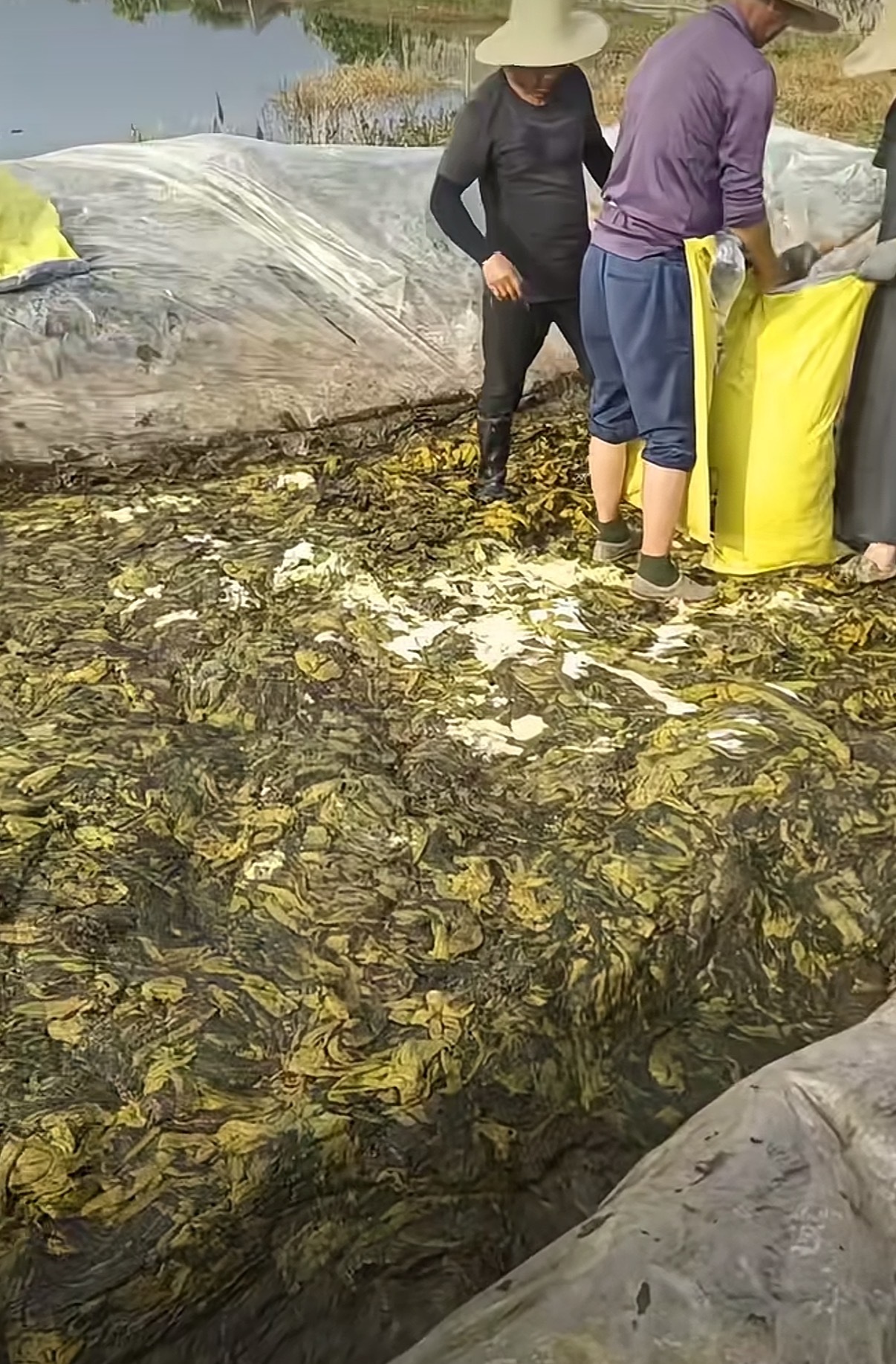 老坛酸菜 脚踩都爆出来多少次了也不见改，这还敢吃啥，喜欢吃老坛酸菜的人还挺多的，