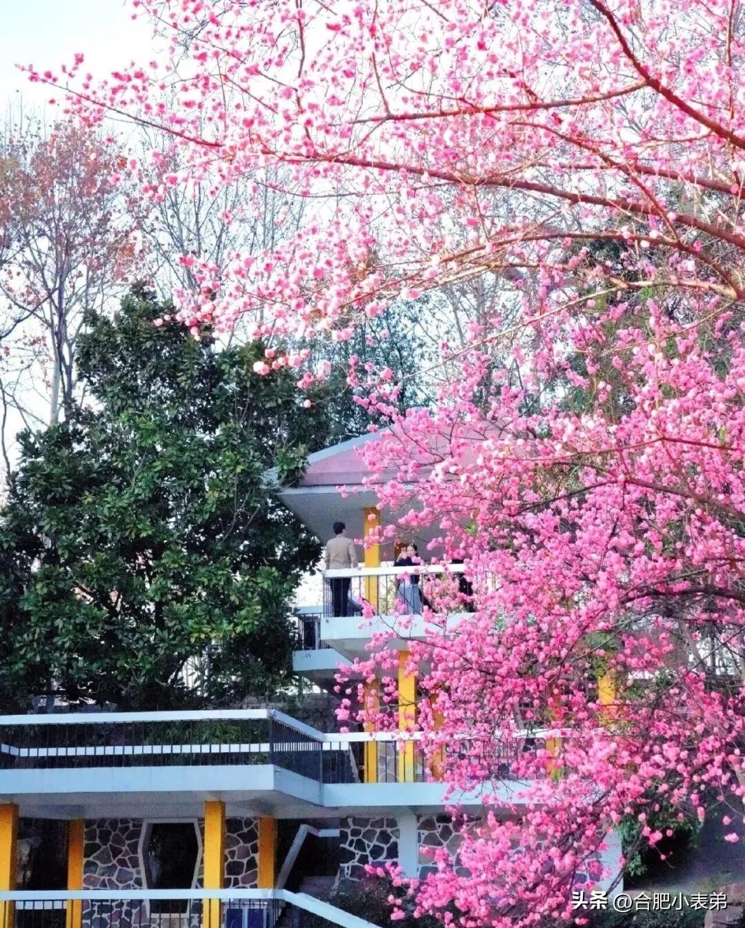 环城公园西山景区、骆岗公园、逍遥津公园、大通路、和平广场、青年创意田园……梅花、