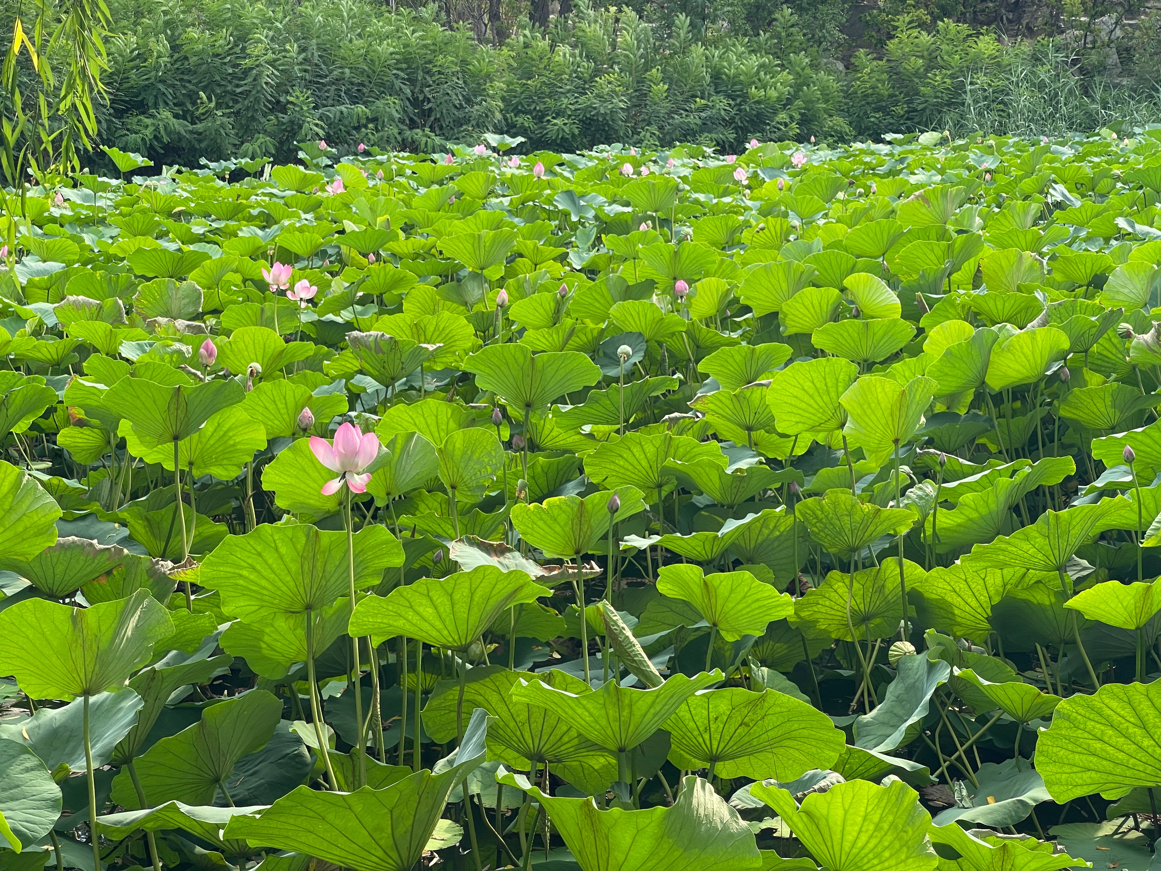 7月，想辞职的天数，达到了多年高峰。这和天气有关吗？ ​​​