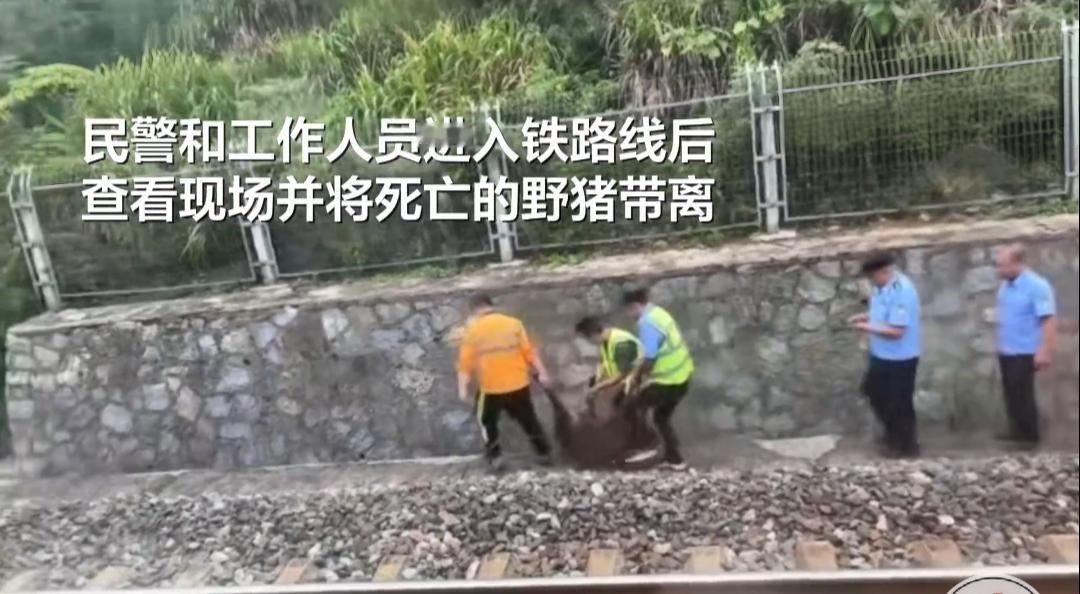 惊险一幕！“二师兄”撞上火车！

近日，在湖北省松滋市火车站附近，“二师兄”––