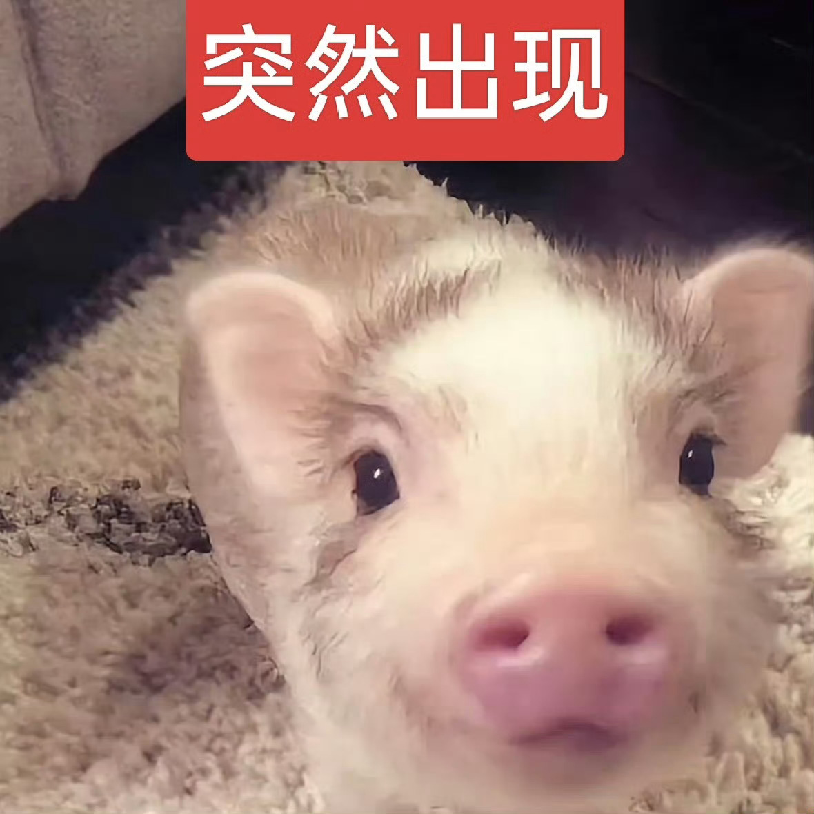 分享图片 