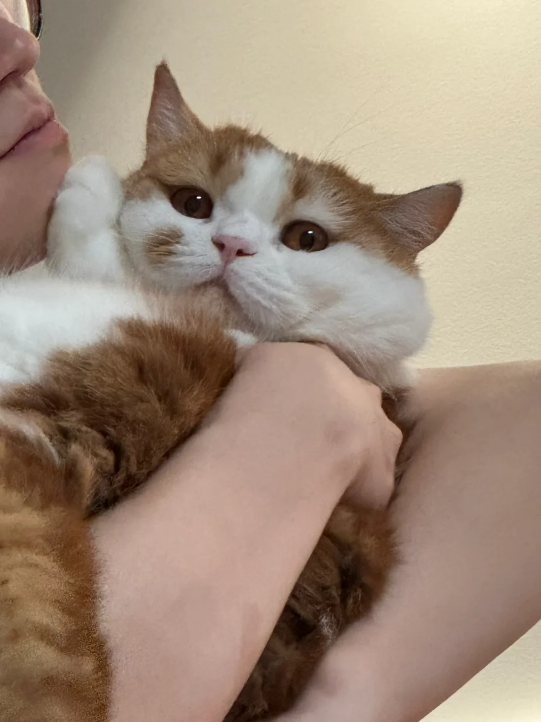 小猫咪都不用学怎么拒绝