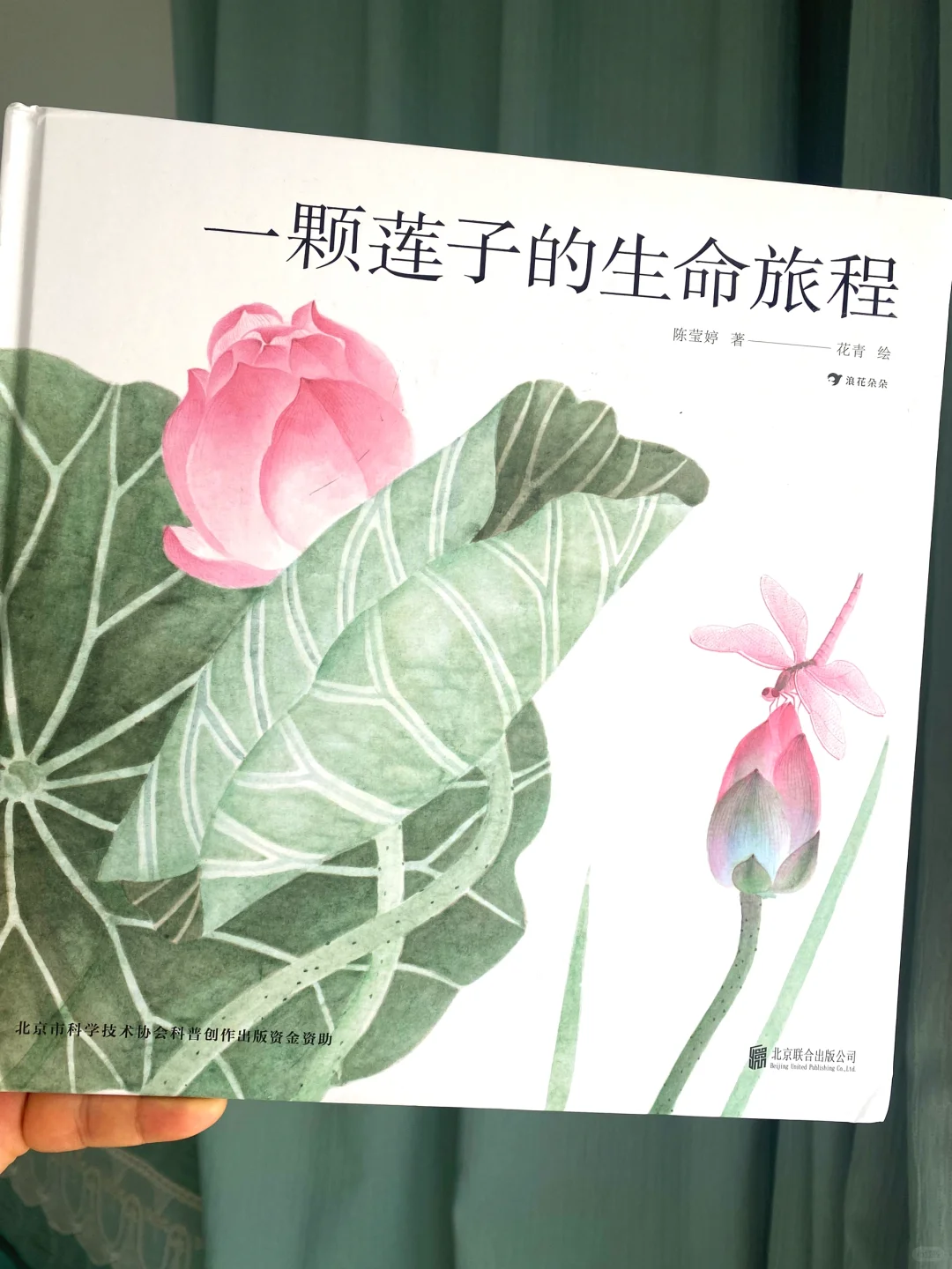 一颗莲子的生命旅程👍了解莲的生长过程！