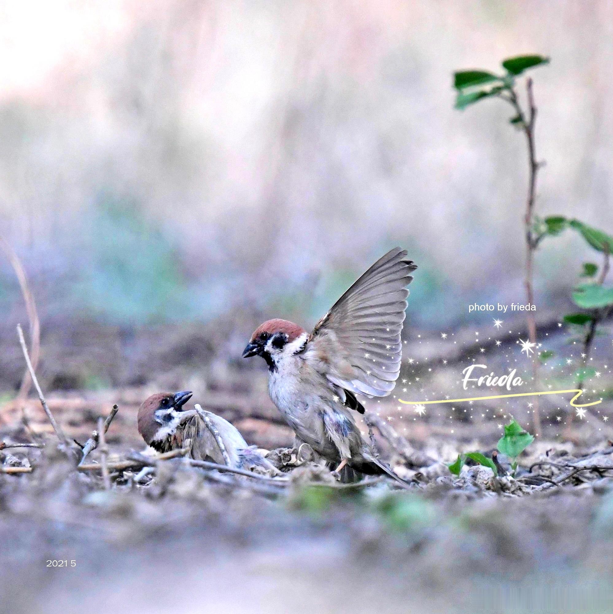 早上好！麻雀 Eurasian Tree Sparrow 