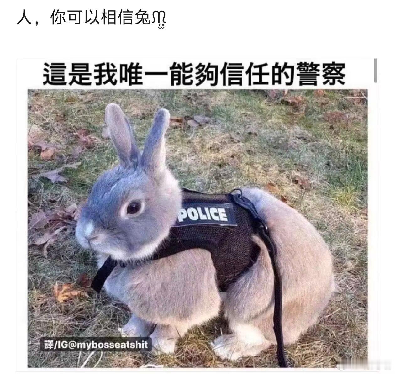 我从互联网收集的精选家1兔meme 