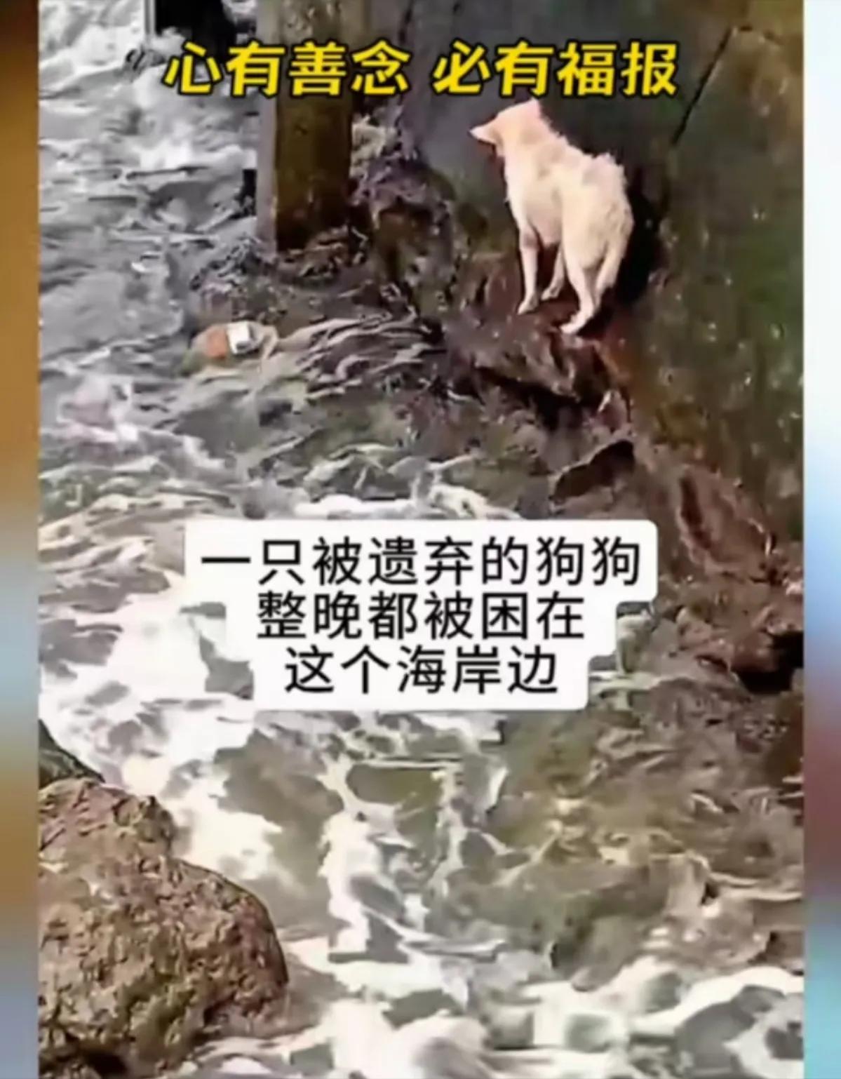 海边营救被丢弃的狗狗

这个狗狗是一只被主人遗弃的狗狗，它被狠心的主人丢弃在了一