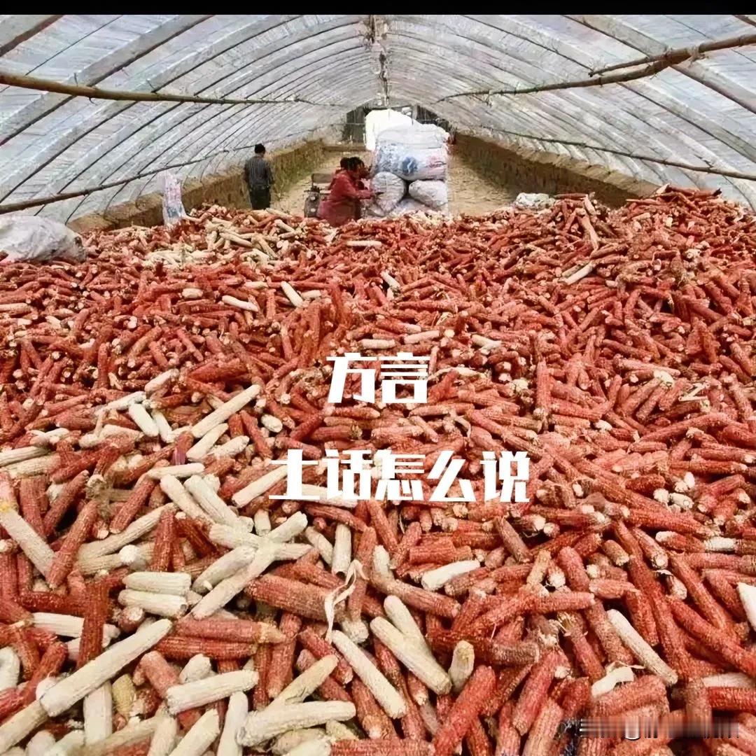 问了半个村的人，都不知道玉米芯，土话怎么说？