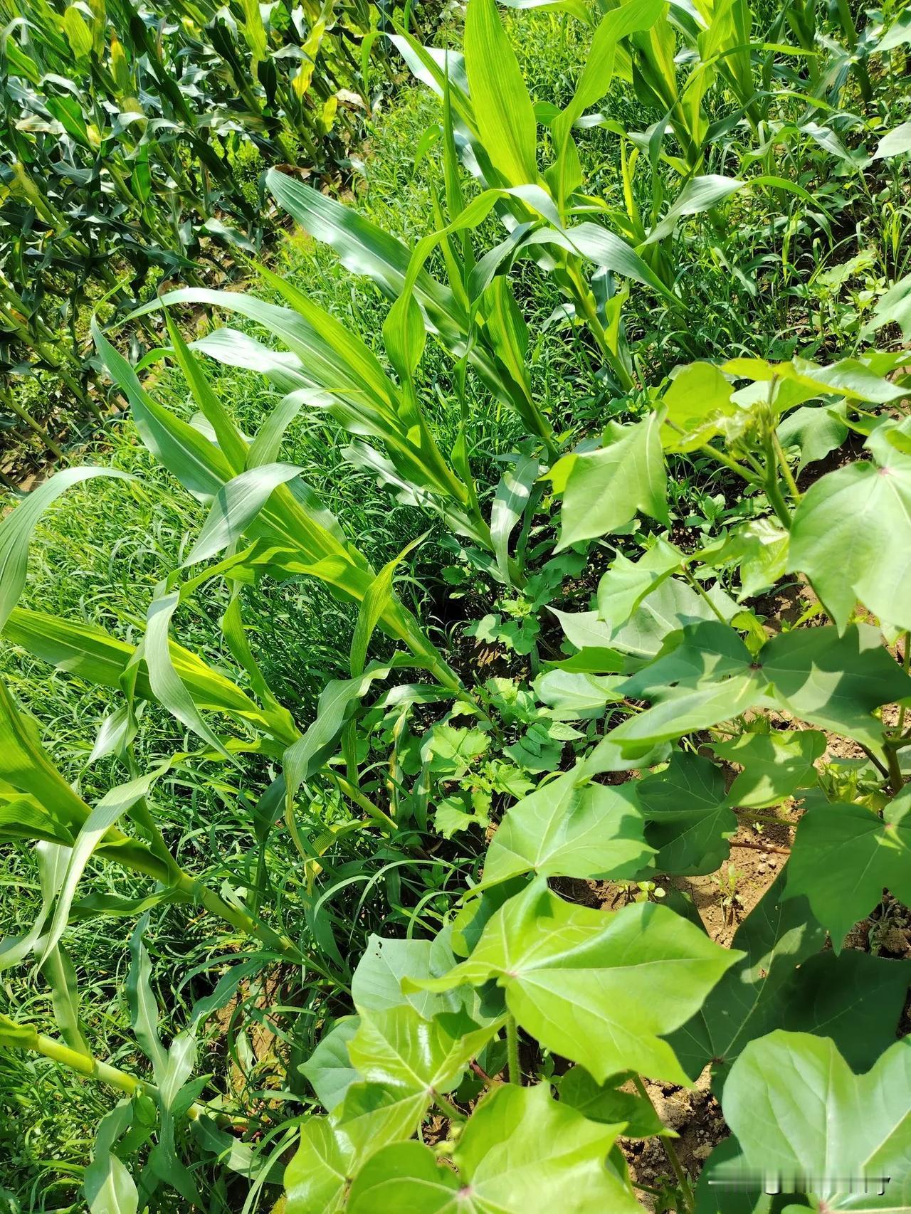 地邻家的庄稼，无论是玉米还是这些韭菜，原来风清日丽之时，地邻几乎是每天早上就下地