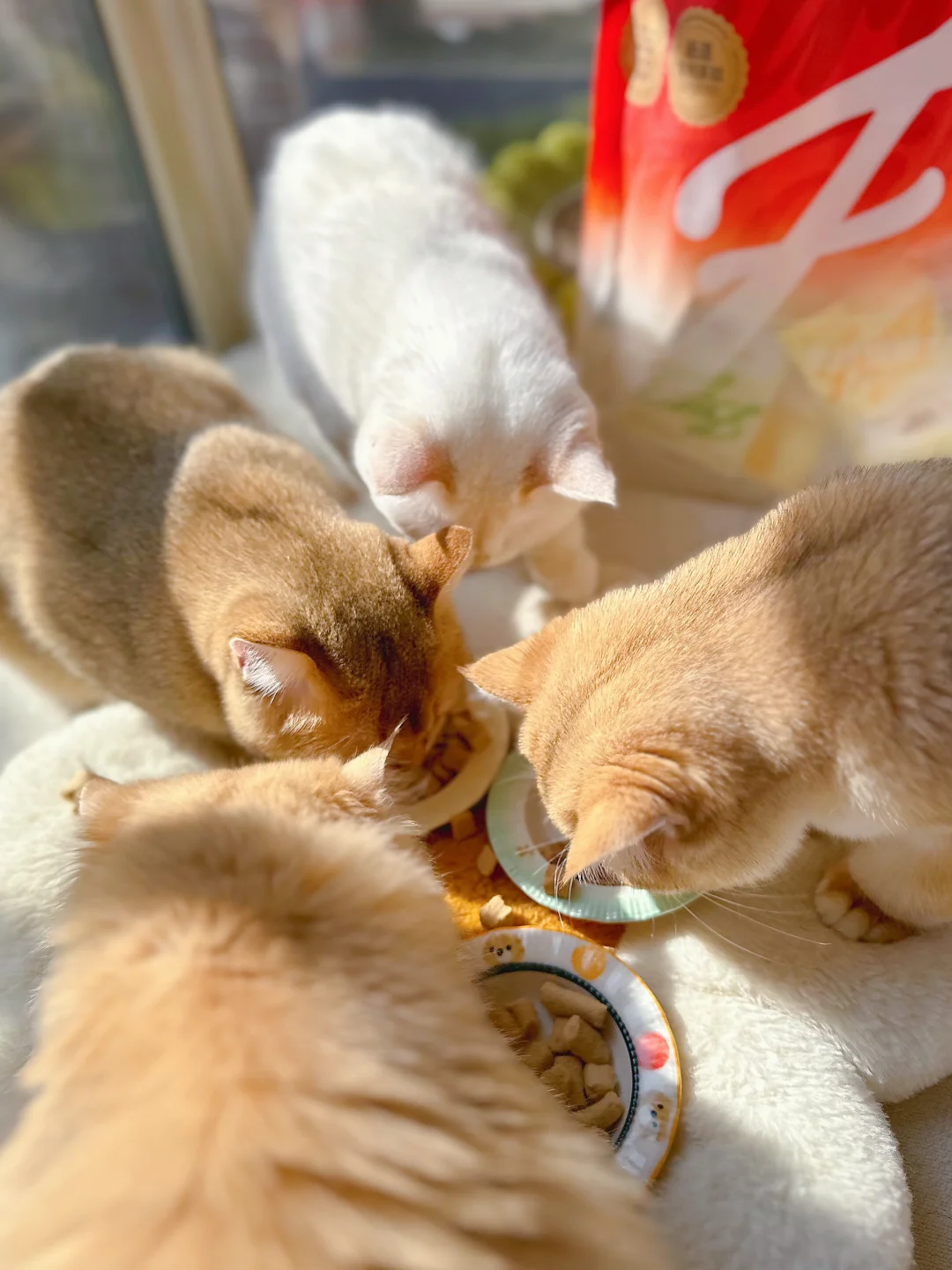 什么冻干？猫猫们都抢着吃