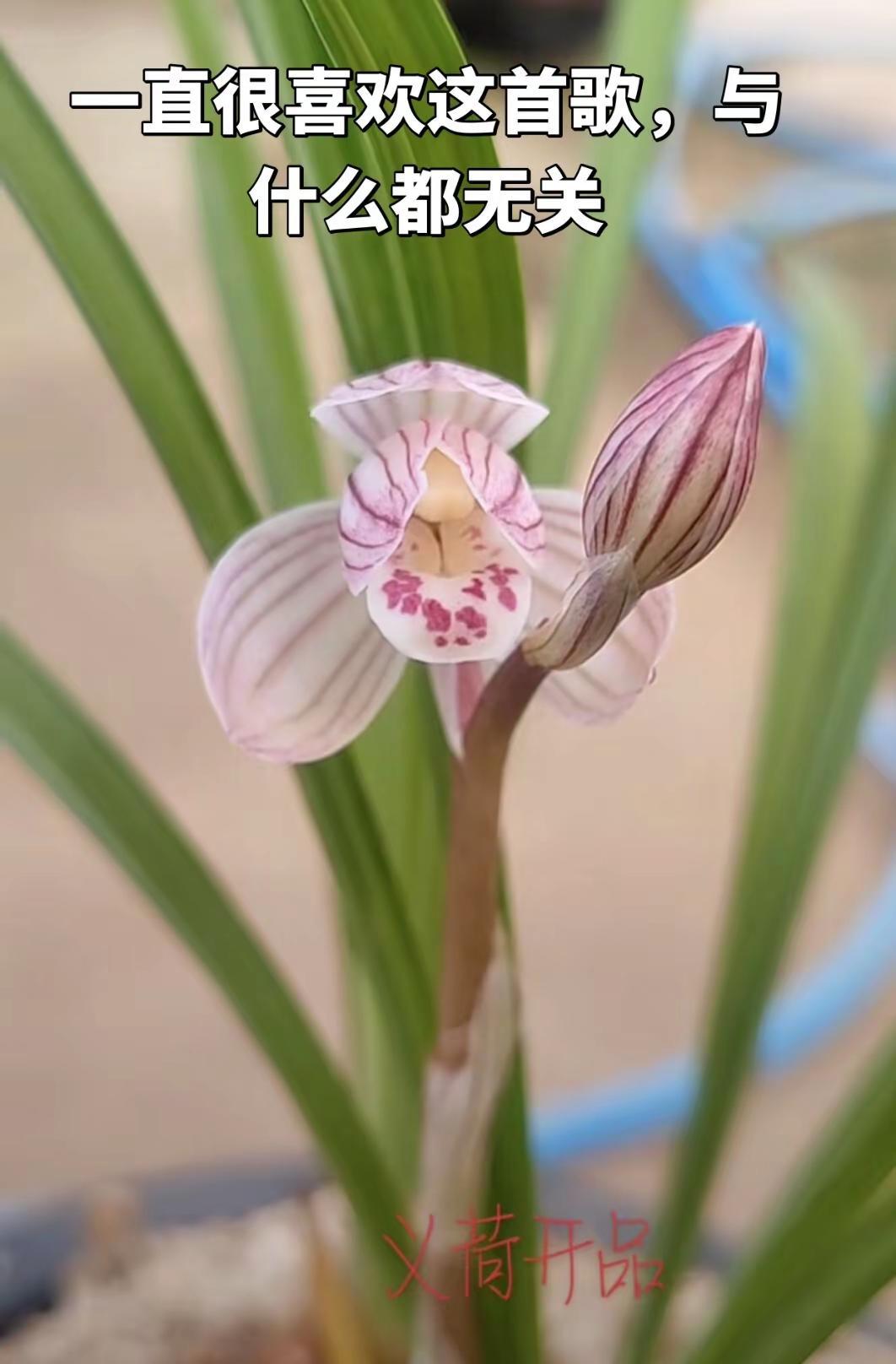 喜欢一样东西从来没有理由。兰花