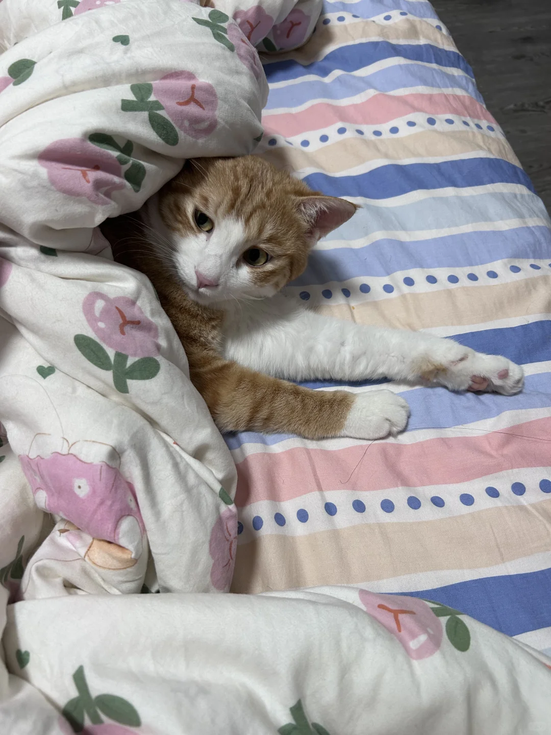 猜猜这是手还是脚