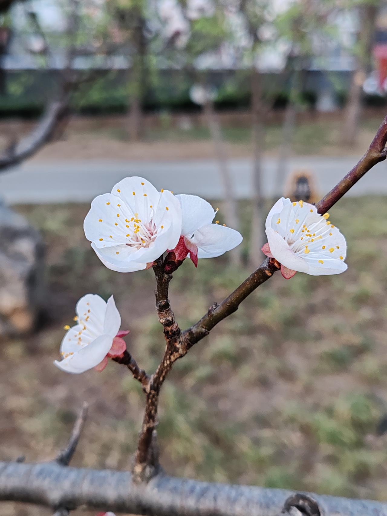 “龙抬头”有什么习俗和讲究 “龙抬头”的习俗和讲究还挺多的。在这一天，很多人会去