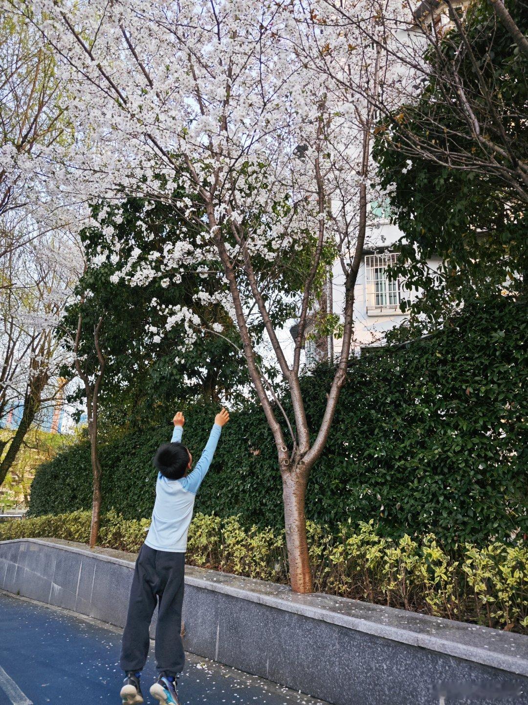 樱花盛开，花瓣徐徐吹落，如烟花般易逝，把刹那的芳华留存在人们心里。 ​​​