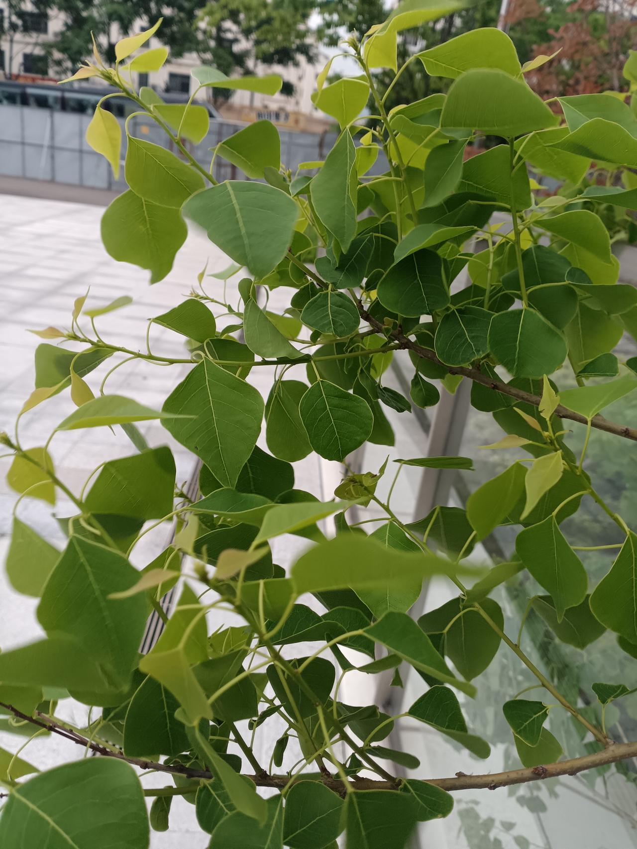 绿叶如菱，枝头轻舞。春末夏初，乌桕新叶，在阳光下舒展着生命的韵律。