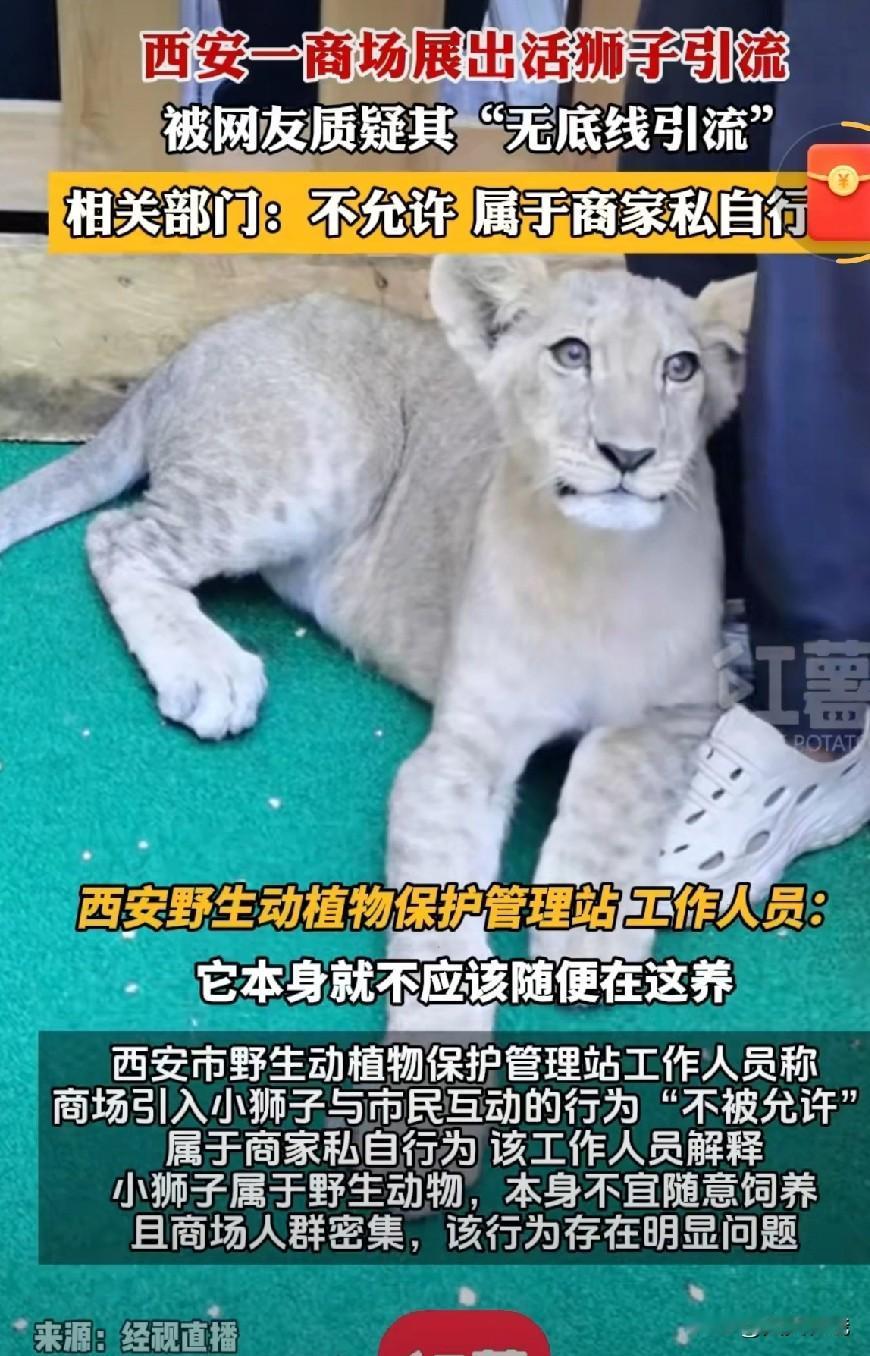 《西安一商场用活狮子引流，官方介入调查》

近日，西安赛格国际购物中心因在公共区