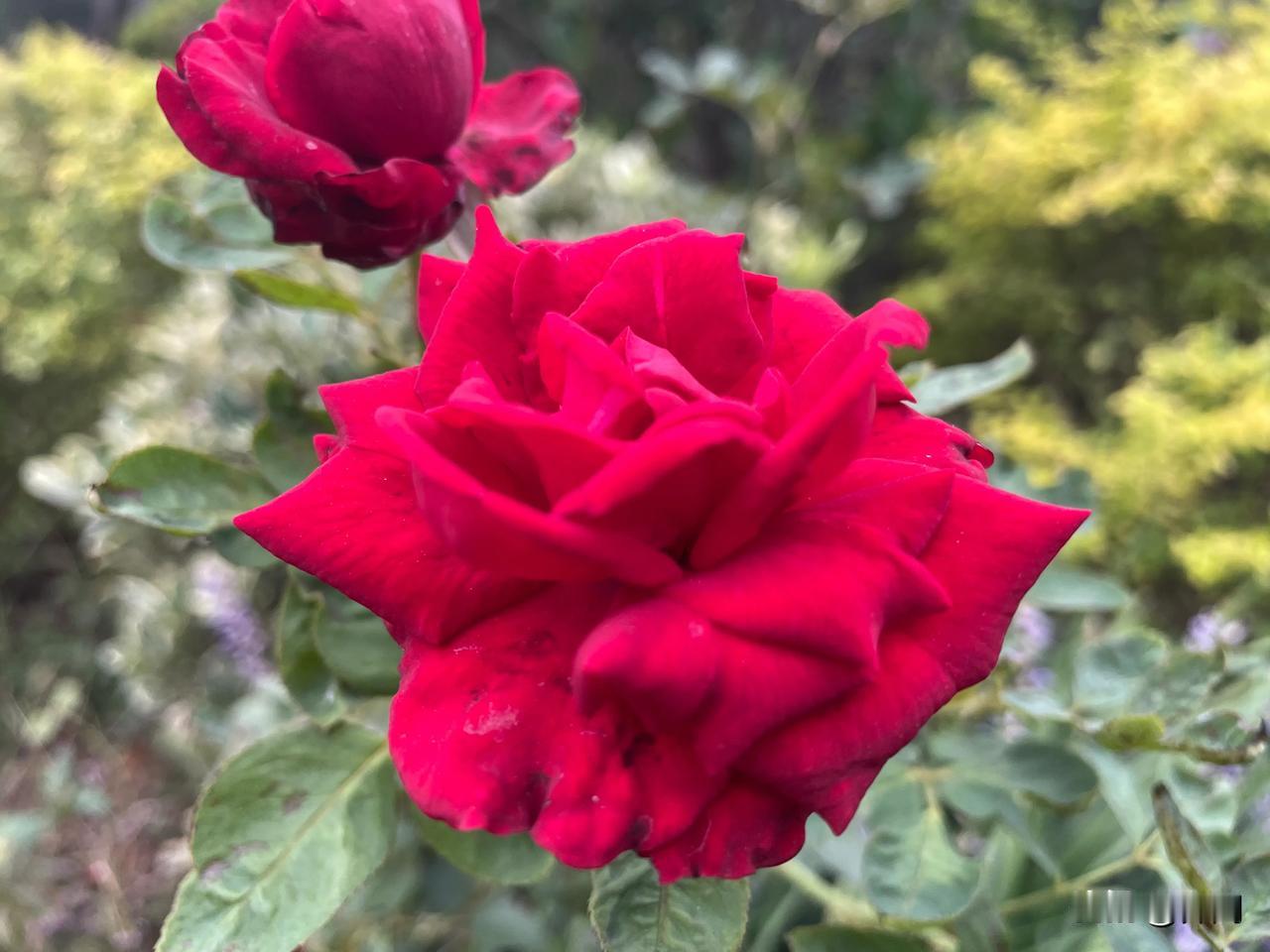 【七律•四季分明皆自然】
四季分明皆自然，春花雪月到年年。
秋分始起秋说算，夜色