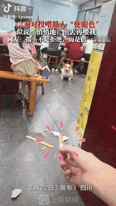 要成精了！四川一男子在饭店吃饭时，突然发现老板家的狗狗盯着他手上的鸡骨头，还不停