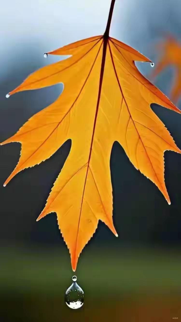 周五大A核心看科技板块能否向上修复！
复盘周四大A行情，三大指数全线收跌，创业板