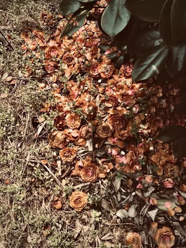 花开花落，让我明白生活要顺应自然、接纳自己。
花开之时，满枝娇艳，引得众人夸赞，