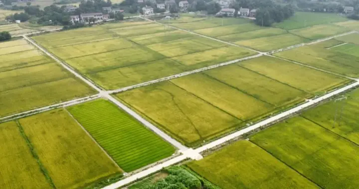 资阳区：专项整治护航高标准农田建设 筑牢乡村振兴“耕”基