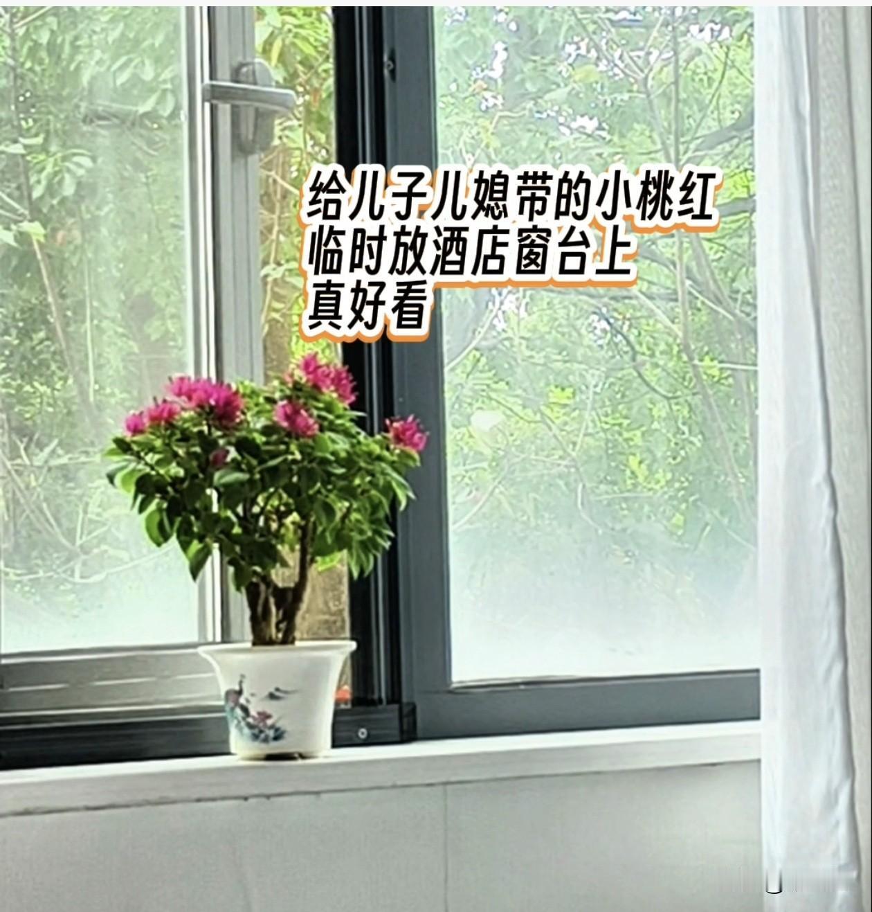 胡笑笑在上海留宿，住酒店还是住儿子家？记录我的2026
退休后在苏州旅居 
偶尔