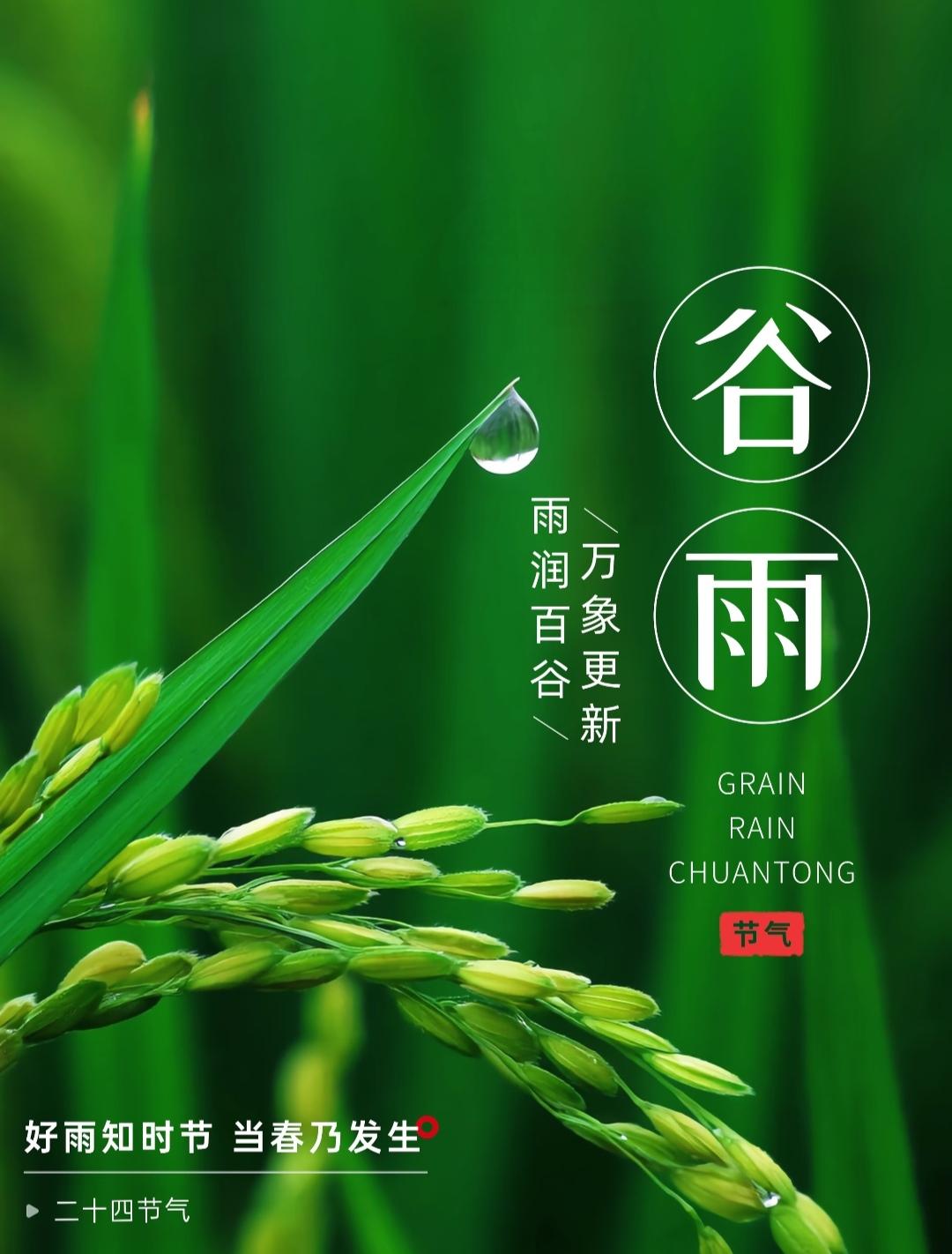 轻烟润野稻秧青，
晓霁和风万物醒，
时序谷雨忙农事，
满垄新秧待夏成
 [微风]