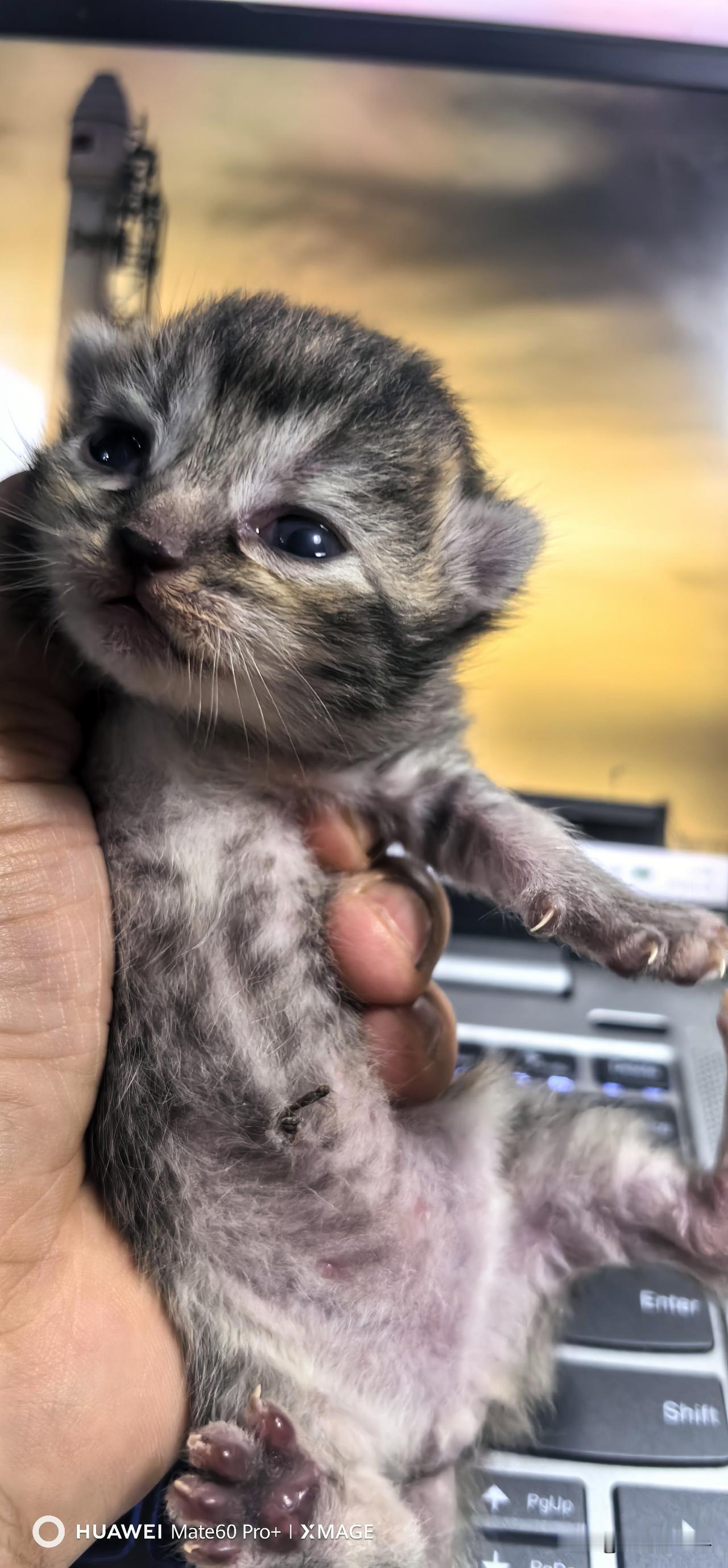 这是三花娘娘的老四，两只眼睛已经全部睁开了，长得还蛮俊俏的。三花幼崽