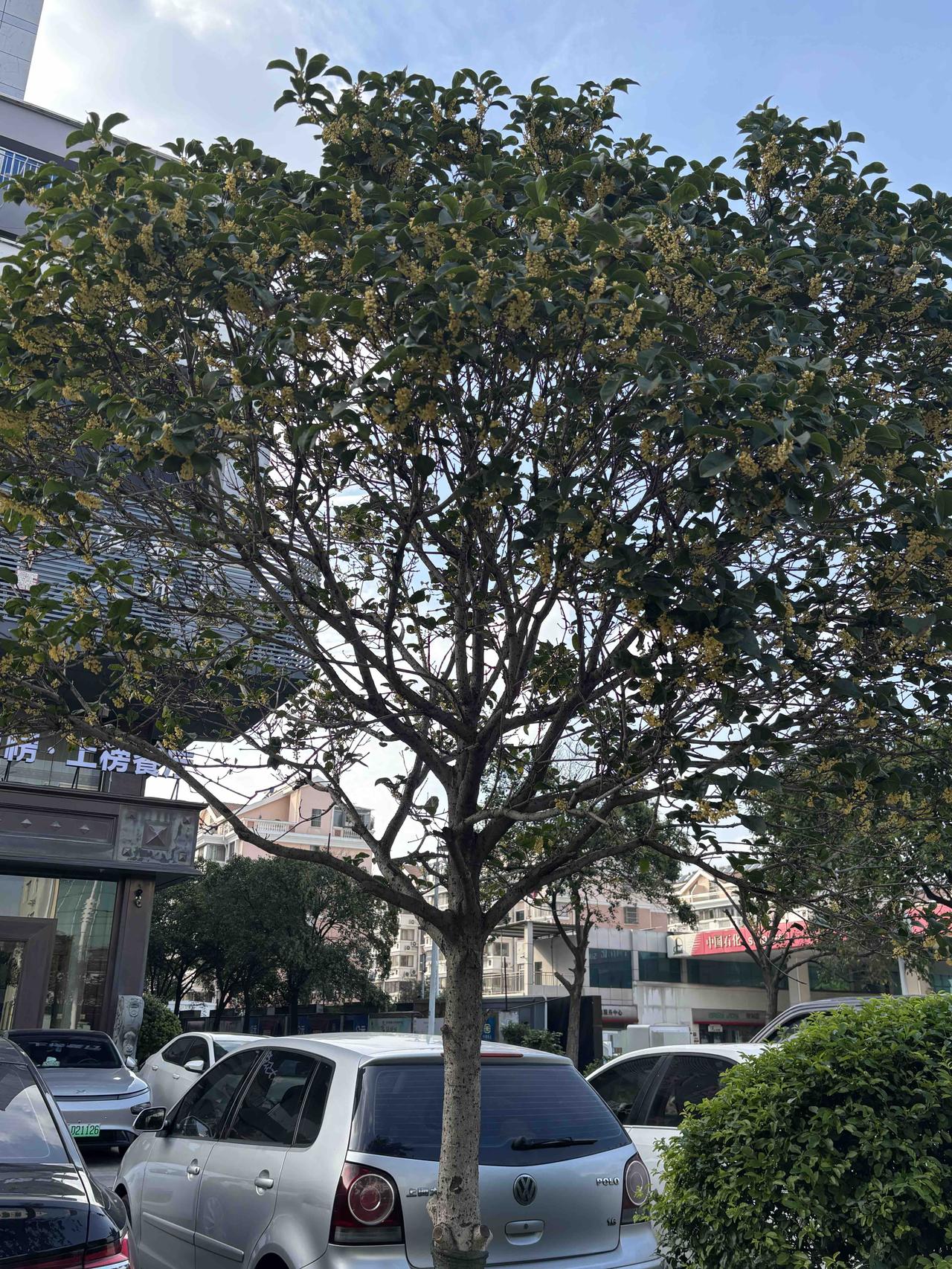 今日份的幸福是满城桂花香给的✅
扬州一夜之间所有的桂花都开了‼️
满满当当的花苞