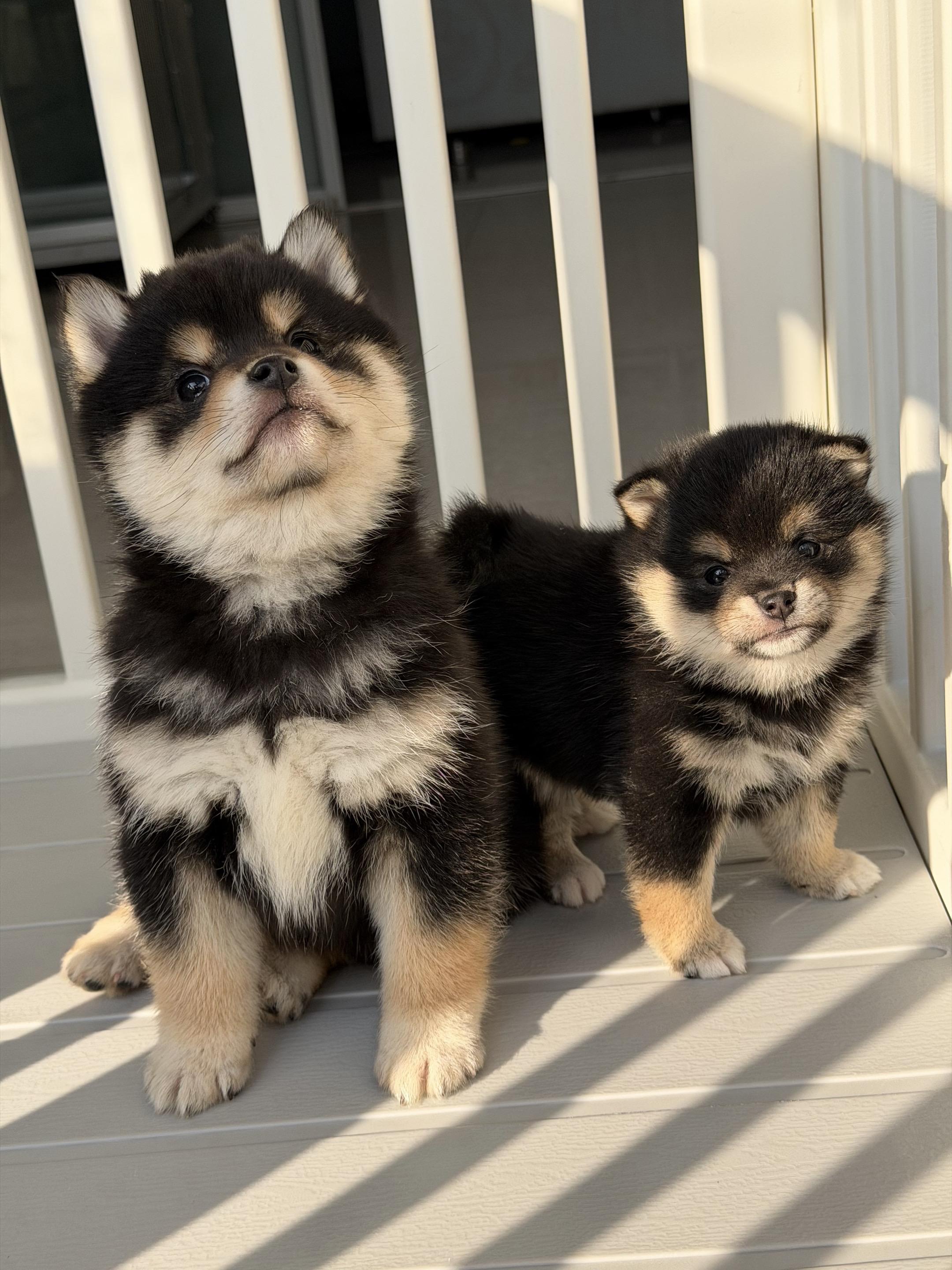 阳光是小狗最好的滤镜，嘴巴像涂了口红 🐶