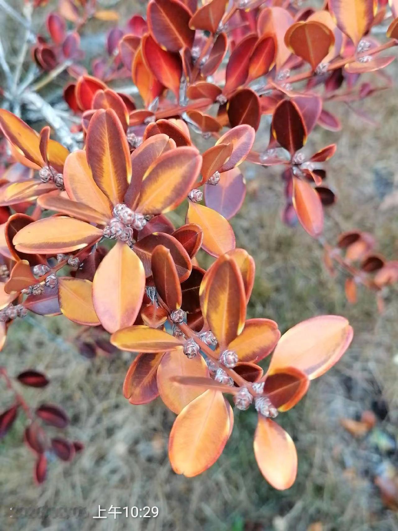 今天的随手拍是美兰德色系的。。随手拍记录生活