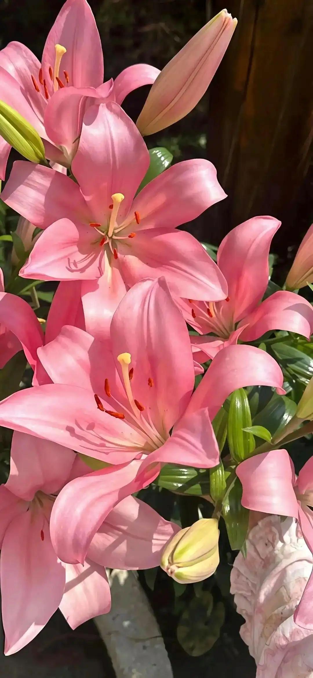 芒种时节念家乡，
此刻乡亲都在忙。
抢收抢种多流汗，
秋后才能多收粮。