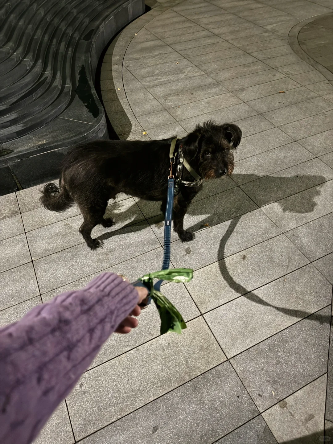 明天要下雨，去看看蓝猫妹妹还有没有在那里