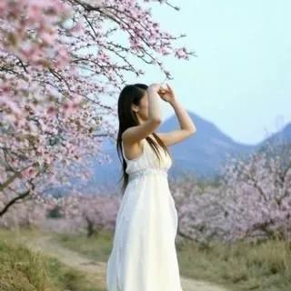 樱花盛开，白裙少女漫步花海，感受春天的美好