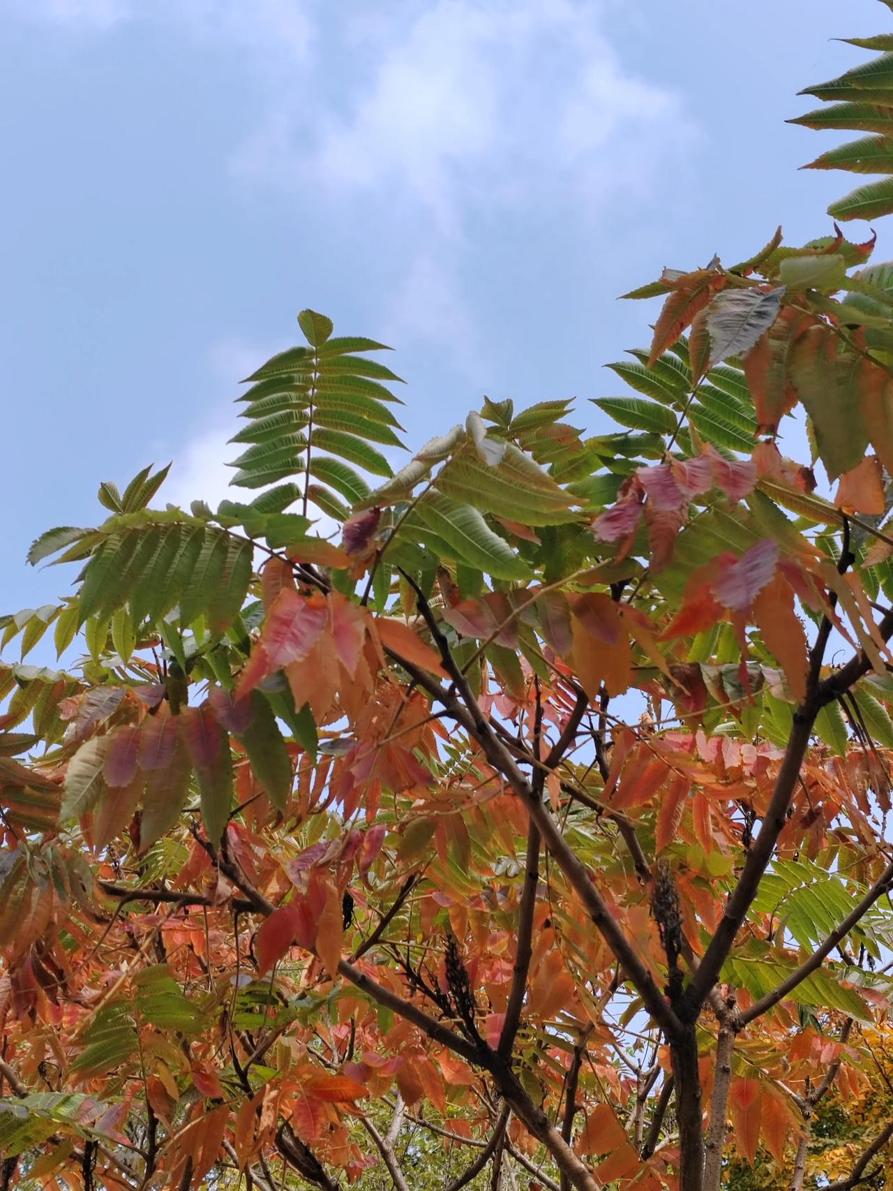 #秋日生活打卡季##秋季花草随拍# #秋日绽放的花# #手机随手拍秋花# 秋季里