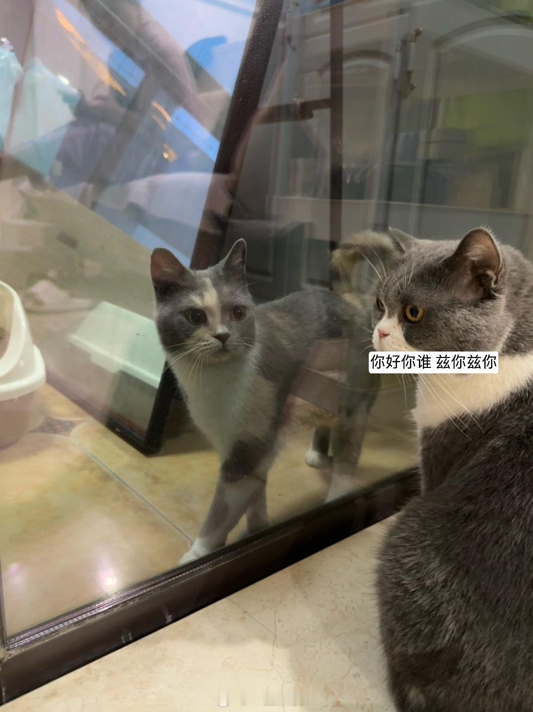 我勒个🫘又捡猫了 这次是阴阳脸的好特别 ​​​