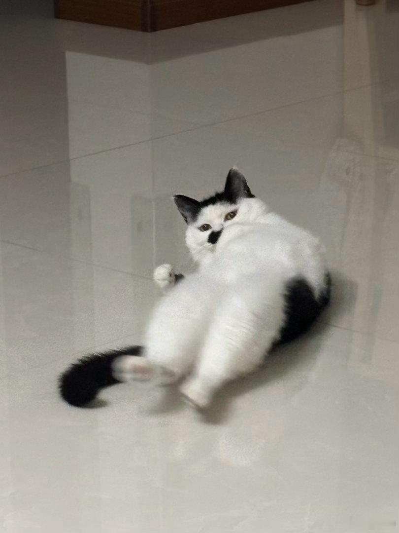 小海豹🦭 