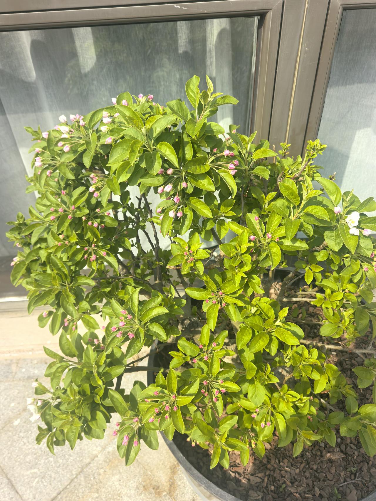 202606。盆栽海棠开花了。