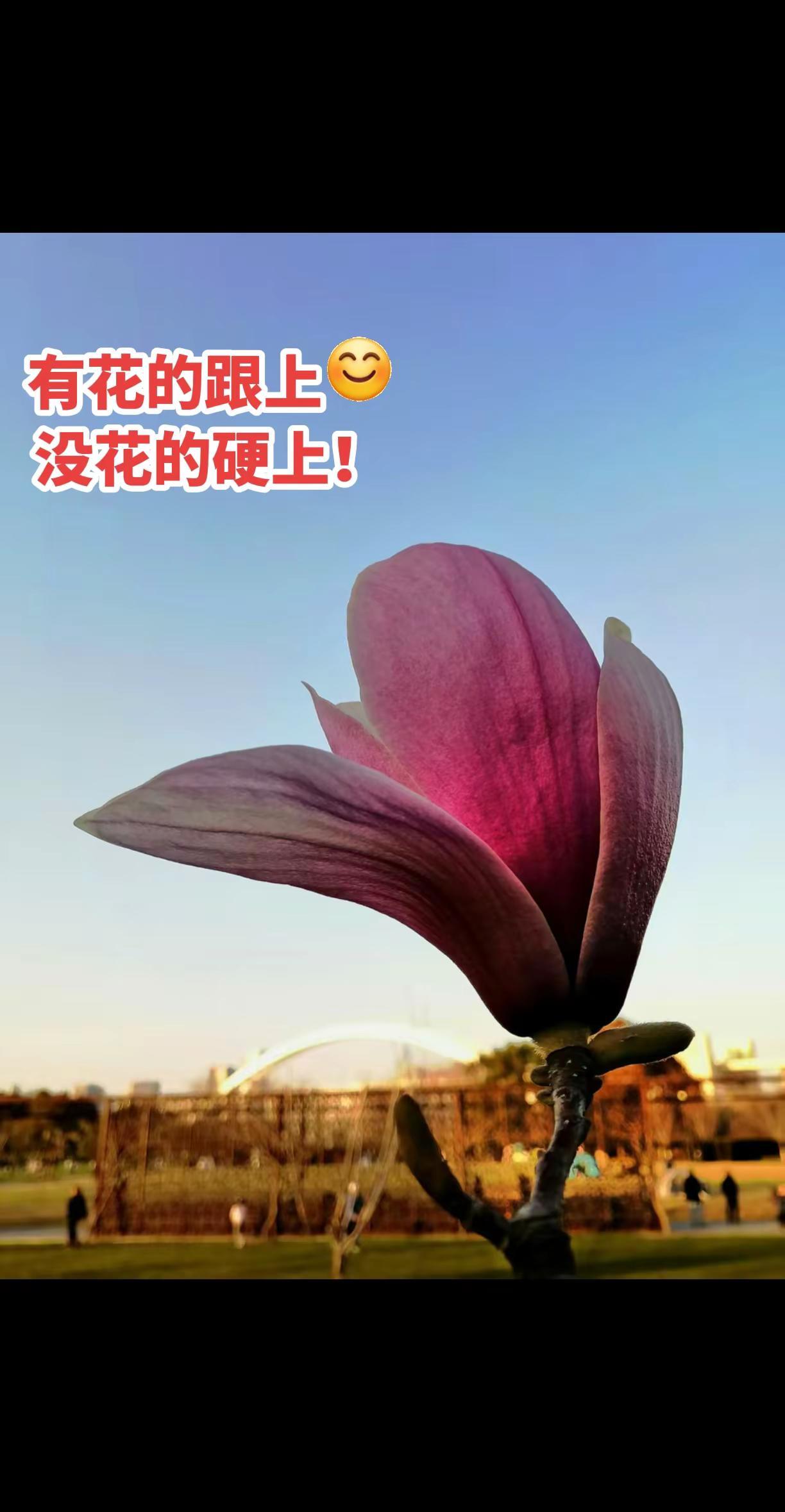 我有花，我跟上！