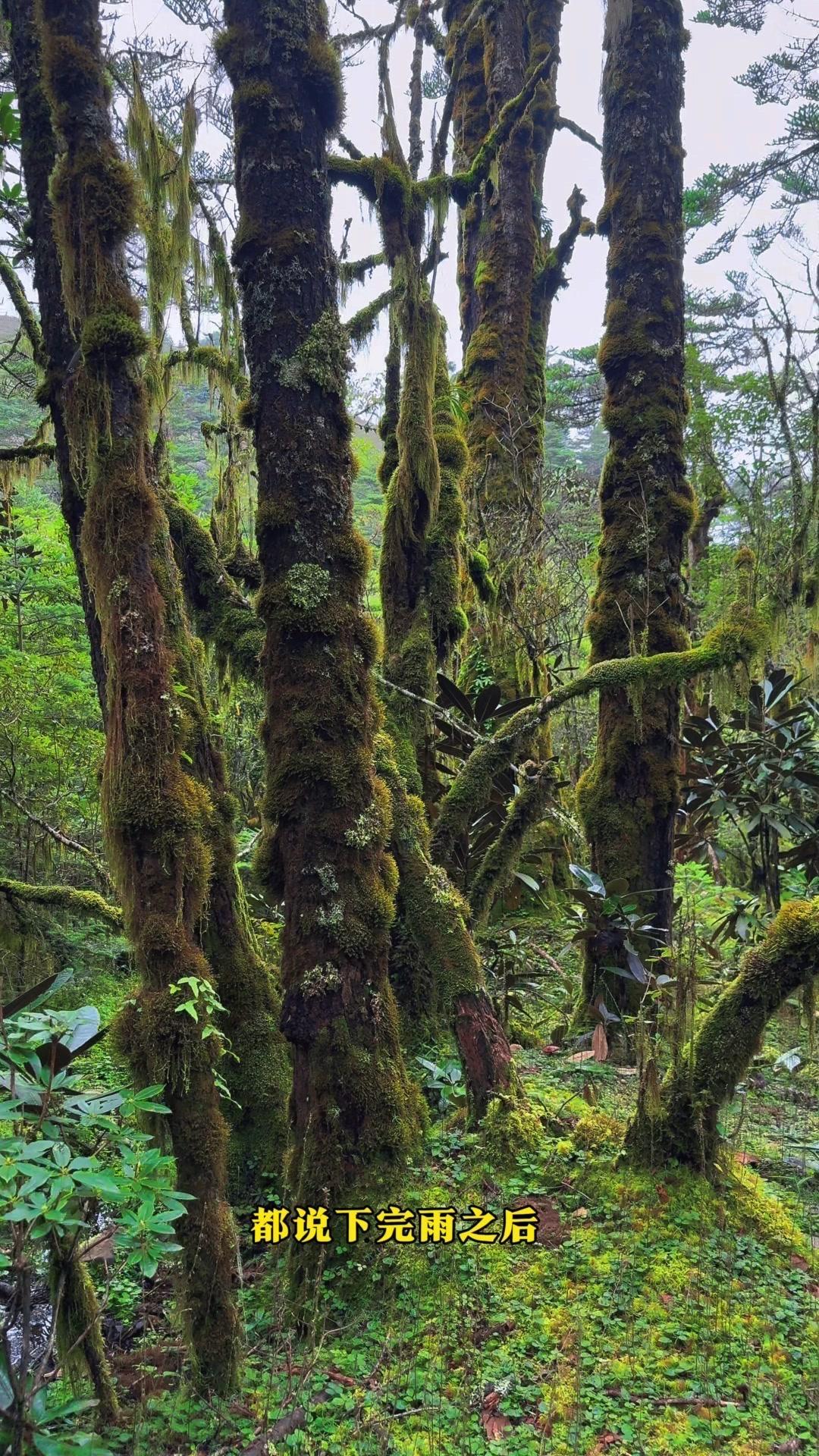 🌿雨后山林惊喜多，巨型见手青、鹅蛋菌、黄丝菌都找到！
刚进山就撞见巨型见手青，