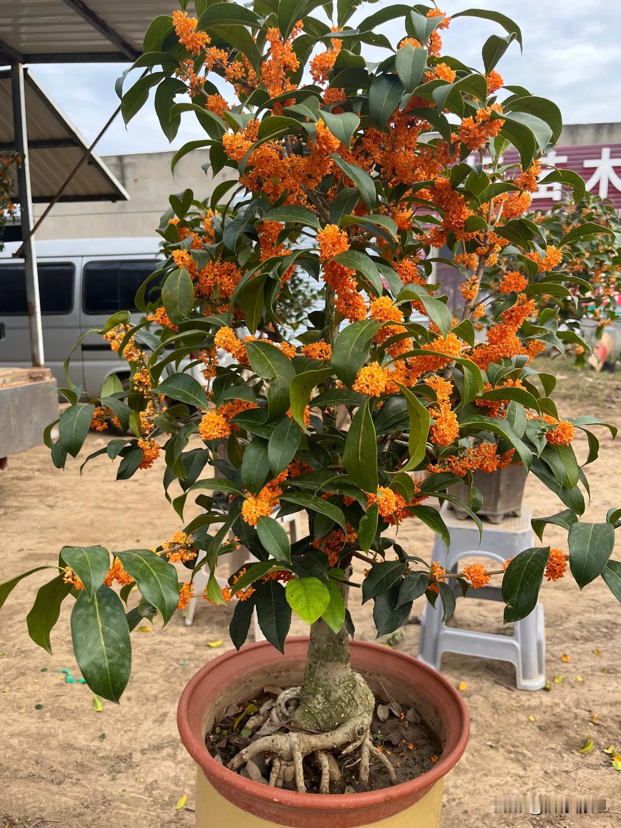 中秋佳节送月饼🥮是不可缺上的，买点肉，酒，包个红包🧧老人平时根据自己需求买。