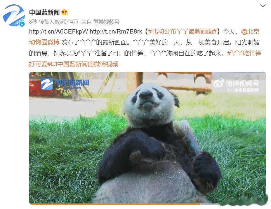 #北动公布丫丫最新画面# 丫丫终于不再寄人篱下了，回来之后，吃得好，睡得好，精神