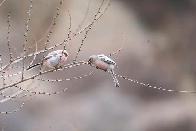 捕猎庸人织爱网
寻情鸟雀笑颜茫
手鸽不是心仪雁
锦鸡鹦鹉比凤凰  [赞][奖杯]