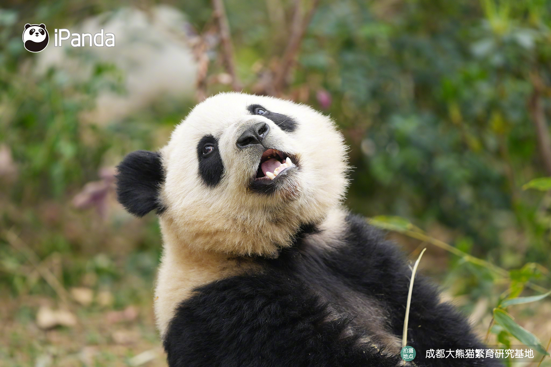 【大熊猫的治愈从早安开始 🌟】名熊名言：既要扎根当下认真生活，也要抬头仰望发现