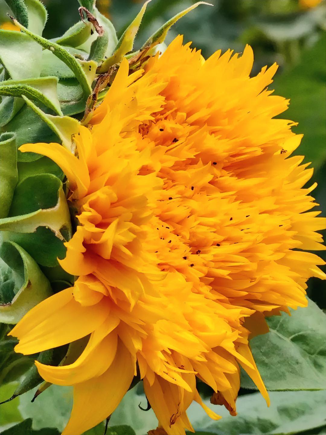 分享一张你相册的拍的花