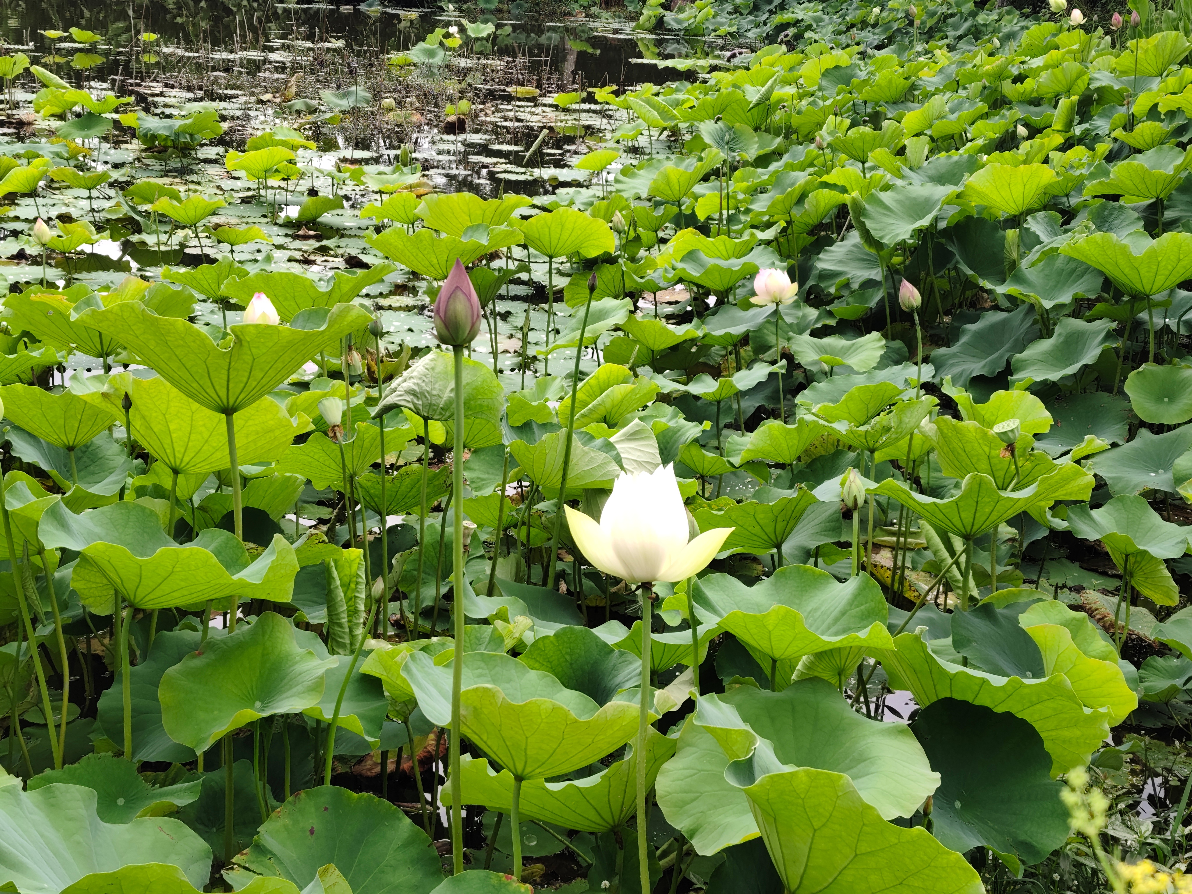 昆明 雨后的荷花 安宁·宁湖田园湿地